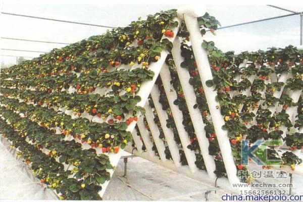 無土栽培，無土栽培技術，無土栽培設備，蔬菜栽培