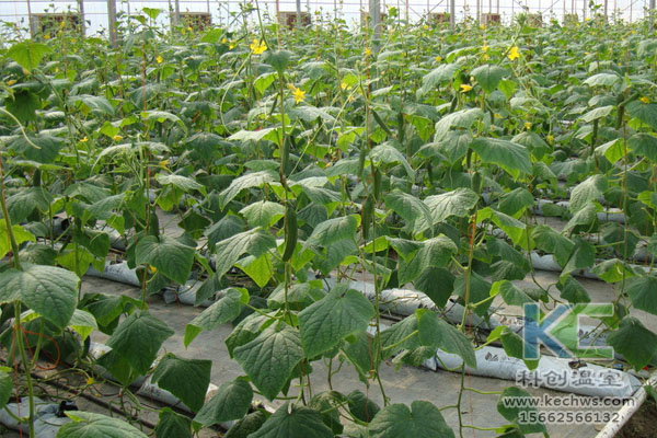 無(wú)土栽培，無(wú)土栽培技術(shù)，無(wú)土栽培設(shè)備