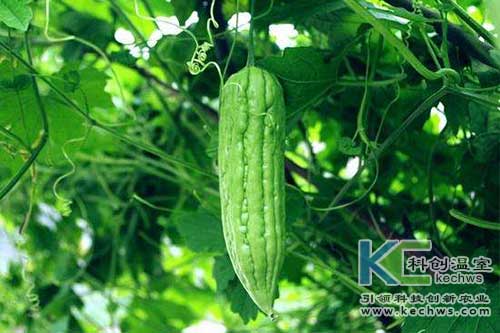 無(wú)土栽培，無(wú)土栽培技術(shù)，無(wú)土栽培設(shè)備