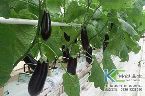 無土栽培，無土栽培技術，無土栽培設備