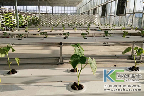 無(wú)土栽培,基質(zhì)栽培,水培