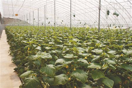 無土栽培，無土栽培技術，無土栽培設備