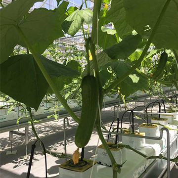 無土栽培，無土栽培技術(shù)，無土栽培設(shè)備