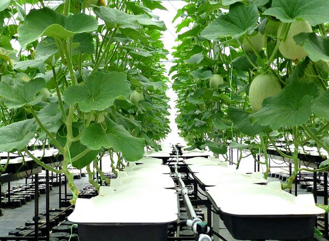 無土栽培,無土栽培技術,無土栽培設備