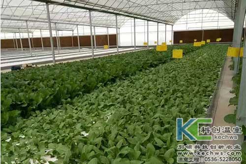 無(wú)土栽培，無(wú)土栽培技術(shù)，無(wú)土栽培設(shè)備