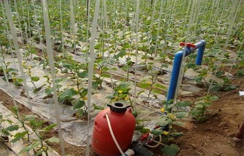 無土栽培,無土栽培技術,無土栽培設備