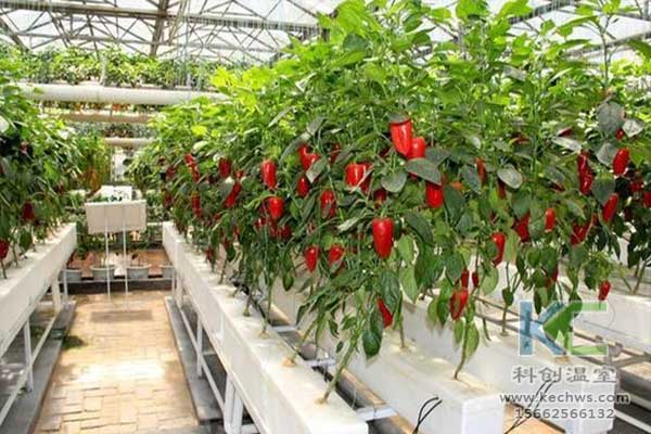 無土栽培，無土栽培技術，無土栽培設備