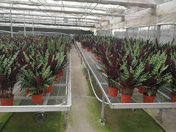 無土栽培,無土栽培技術,無土栽培設備