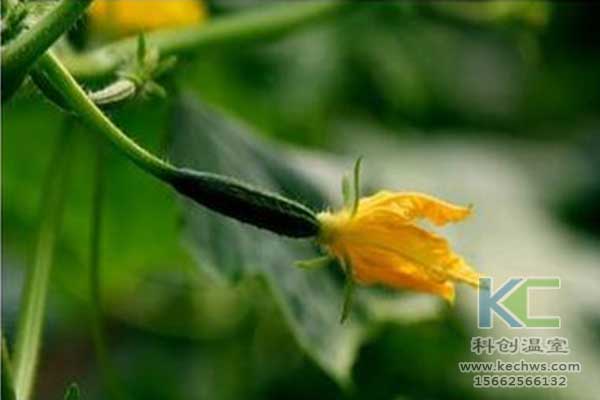 無土栽培，無土栽培技術，無土栽培設備