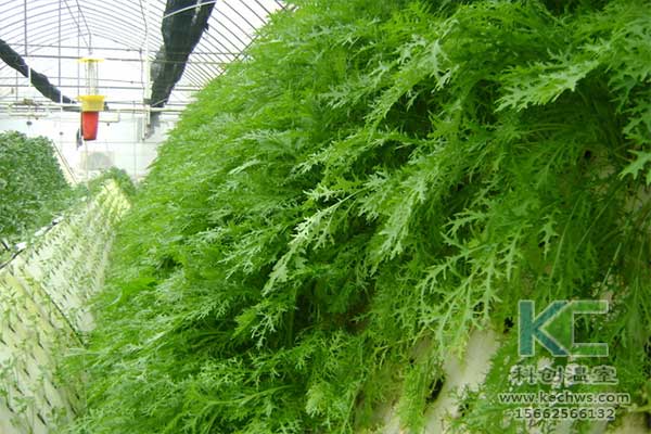 無土栽培,無土栽培技術(shù),無土栽培設(shè)備