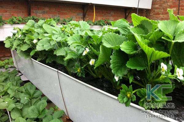 無土栽培，無土栽培技術(shù)，無土栽培設(shè)備