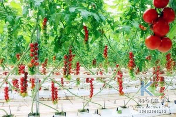 無土栽培，無土栽培技術，無土栽培設備