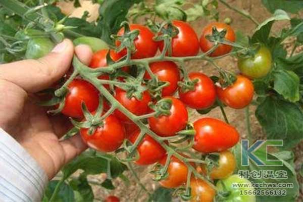 無土栽培，無土栽培技術，無土栽培設備