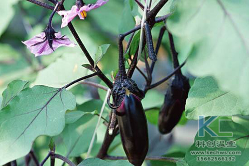 無土栽培，無土栽培技術，無土栽培設備