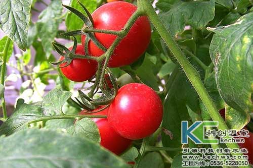 無土栽培，無土栽培技術，無土栽培設備