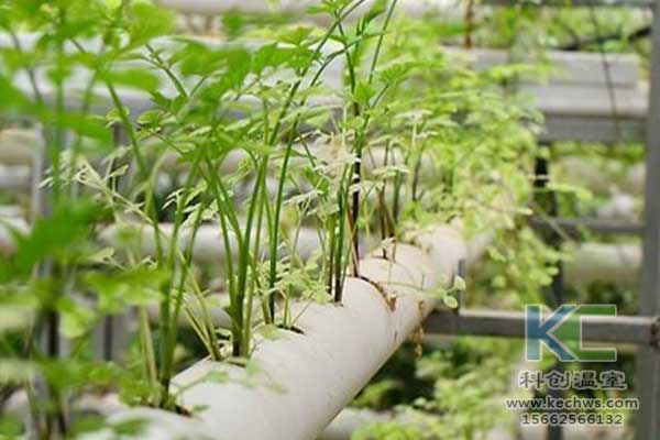 無土栽培，無土栽培技術(shù)