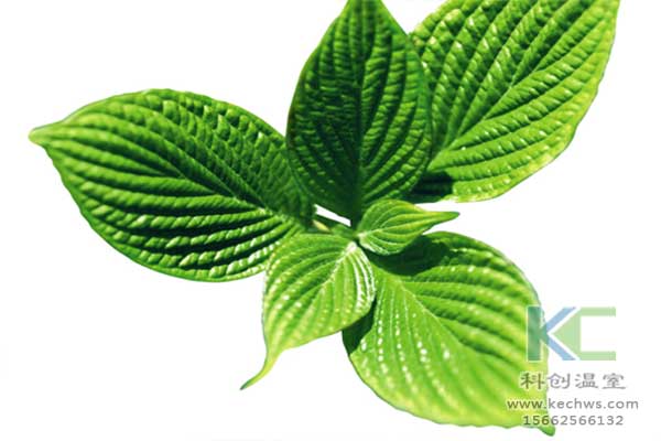 無土栽培，無土栽培技術，無土栽培設備