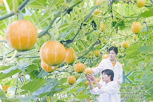 無土栽培，無土栽培技術，無土栽培設備