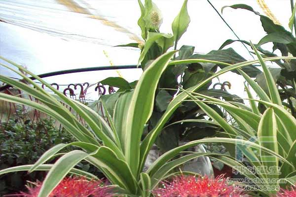 無土栽培，無土栽培技術，無土栽培設備