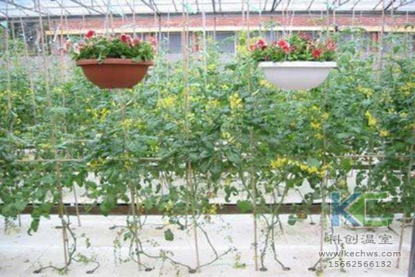 無(wú)土栽培，無(wú)土栽培技術(shù)，無(wú)土栽培設(shè)備