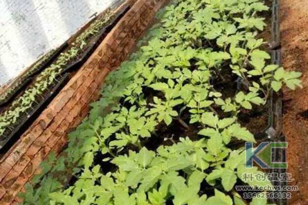 無土栽培，無土栽培技術，無土栽培設備