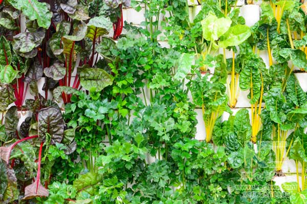 無土栽培，無土栽培技術，無土栽培設備