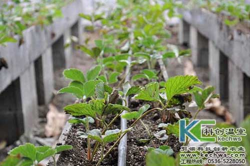 無(wú)土栽培，無(wú)土栽培技術(shù)，無(wú)土栽培設(shè)備