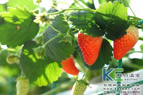 無(wú)土栽培,無(wú)土栽培技術(shù),無(wú)土栽培設(shè)備