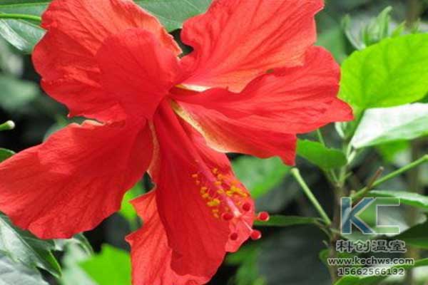 無土栽培，無土栽培技術(shù)，無土栽培設備