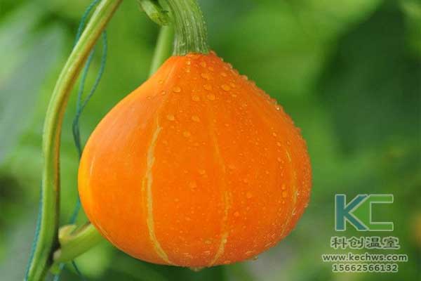 無土栽培，無土栽培技術，無土栽培設備