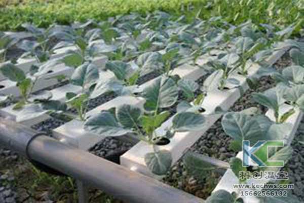 無(wú)土栽培，無(wú)土栽培技術(shù)，無(wú)土栽培設(shè)備
