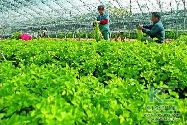 無土栽培，無土栽培技術