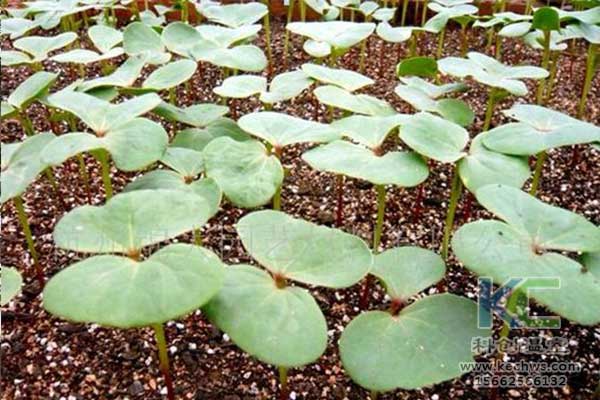 無(wú)土栽培，無(wú)土栽培技術(shù)