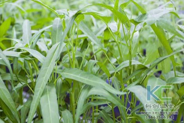 無土栽培，無土栽培技術，無土栽培設備
