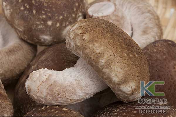 無土栽培，無土栽培技術(shù)