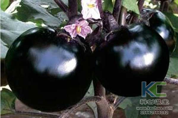 無土栽培，無土栽培技術，無土栽培設備