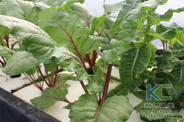 無土栽培，無土栽培技術