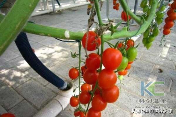 無土栽培,無土栽培技術,無土栽培設備