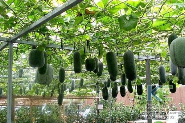 連棟溫室，無土栽培技術，栽培技術，無土栽培