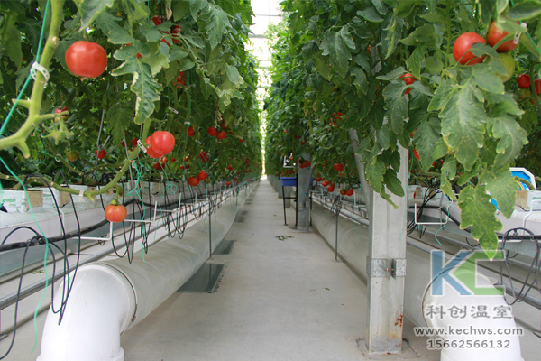 無土栽培技術(shù),無土栽培設(shè)備,無土栽培,溫室大棚