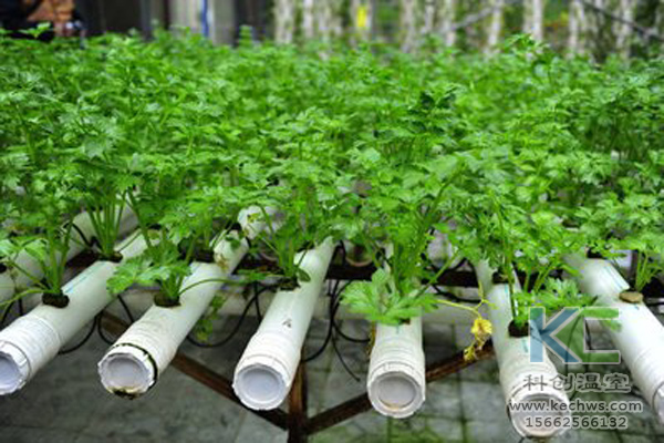 無土栽培，無土栽培技術，無土栽培設備