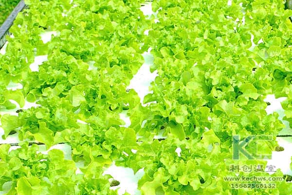 無土栽培，無土栽培技術，無土栽培設備，蔬菜栽培