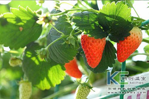 無土栽培，無土栽培技術，無土栽培設備