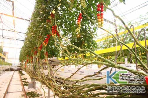 無土栽培，無土栽培技術，無土栽培設備