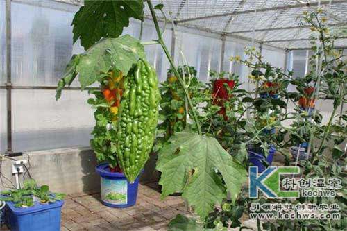 無(wú)土栽培，無(wú)土栽培技術(shù)，無(wú)土栽培設(shè)備