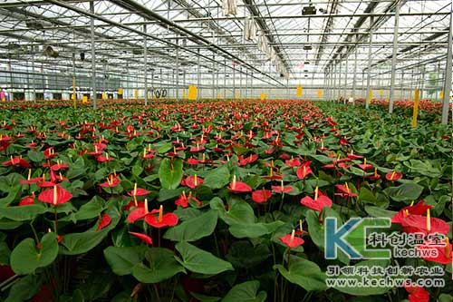 無土栽培，無土栽培技術，無土栽培設備