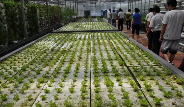 無土栽培，無土栽培技術，無土栽培設備