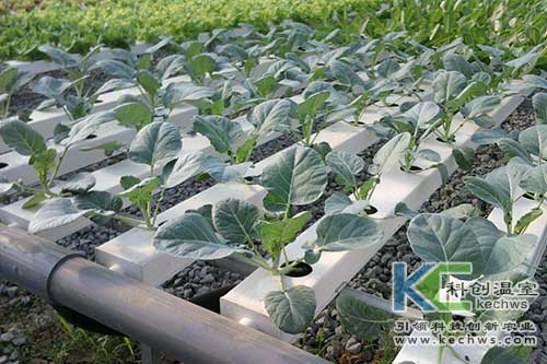 無土栽培，無土栽培技術，無土栽培設備