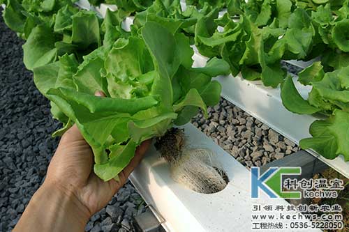 無土栽培，無土栽培技術，無土栽培設備