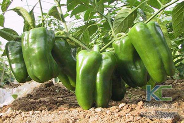 無土栽培，無土栽培技術(shù)，無土栽培設(shè)備